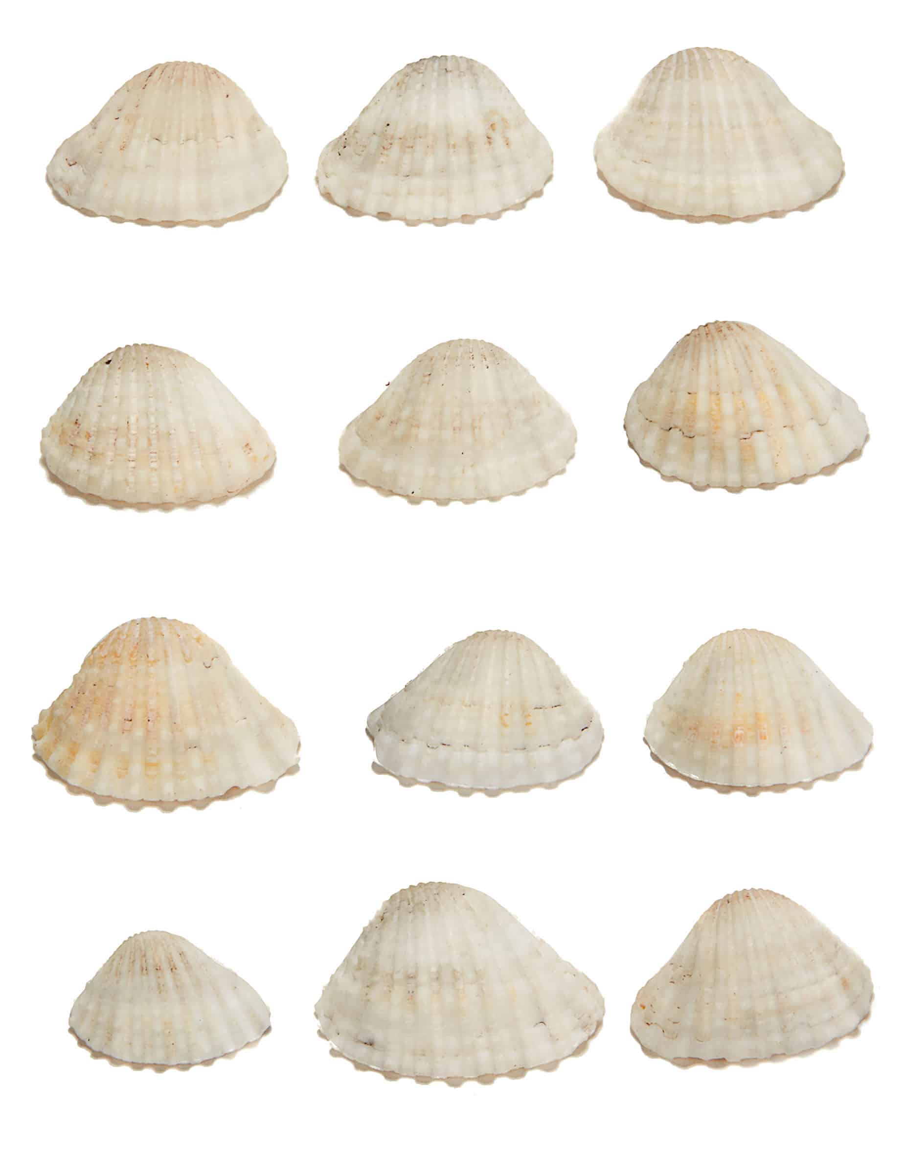 12 Deko Muscheln aus Kunststoff