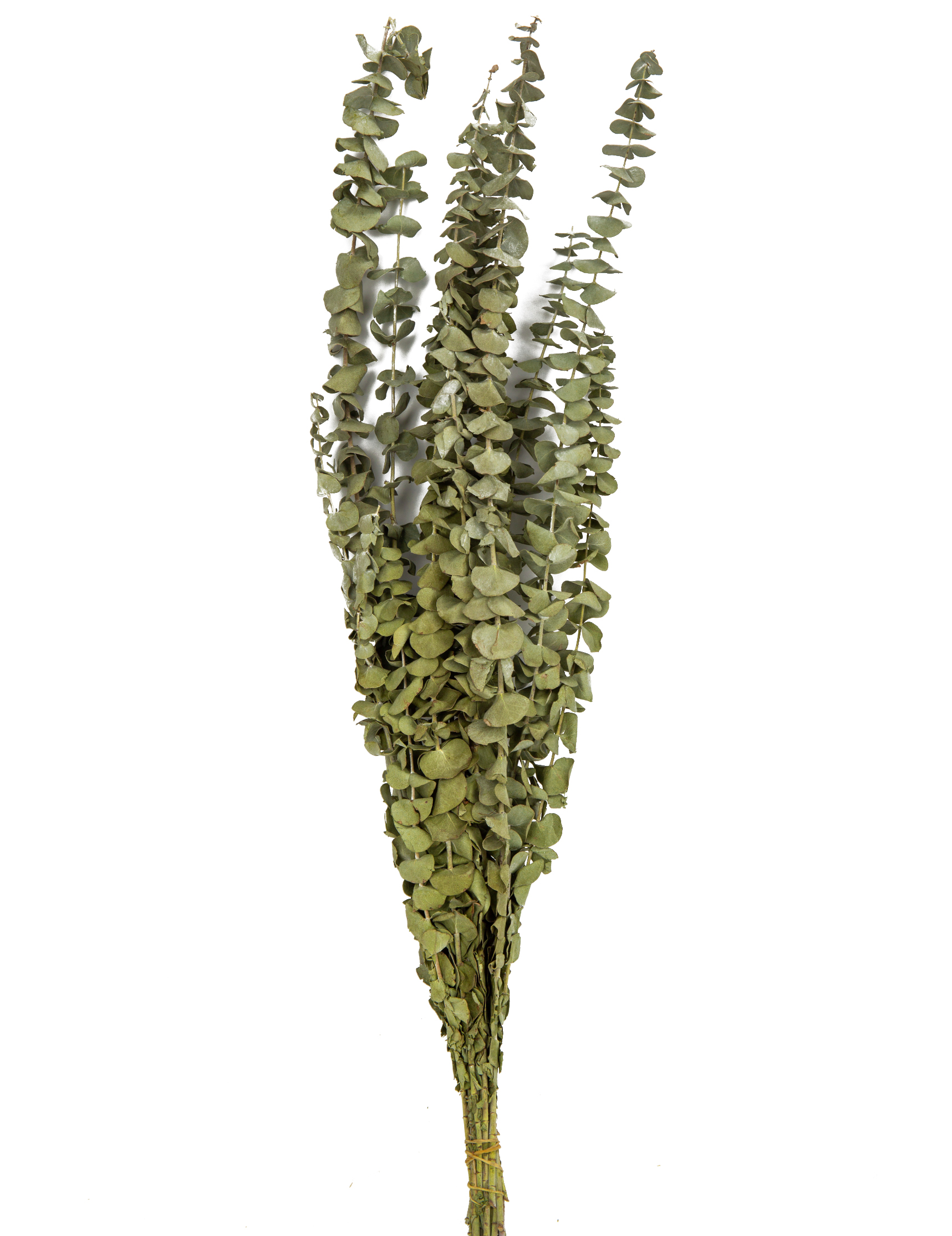 15 Eukalyptuszweige getrocknet 150 g 66 cm