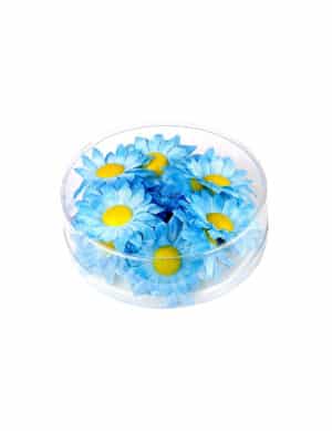 20 Margeriten Blütenköpfe Blau Set