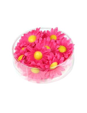20 Margeriten Blütenköpfe Rosa Box