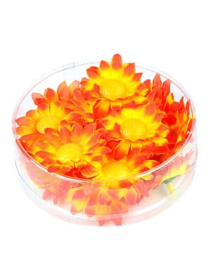 20 Margeriten Blütenköpfe gelborange Box
