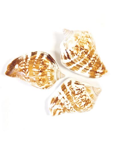 6 Deko-Muscheln Natur 4