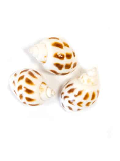 6 kleine Deko-Muscheln weiß gesprenkelt 3 x 2