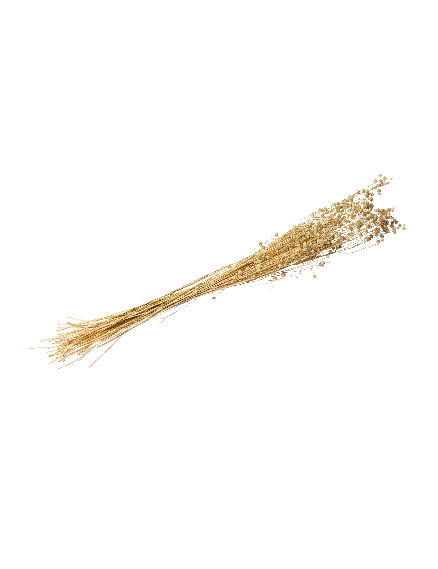 Getrockneter Flachs Strauß Natur 50g 70cm Boho Deko