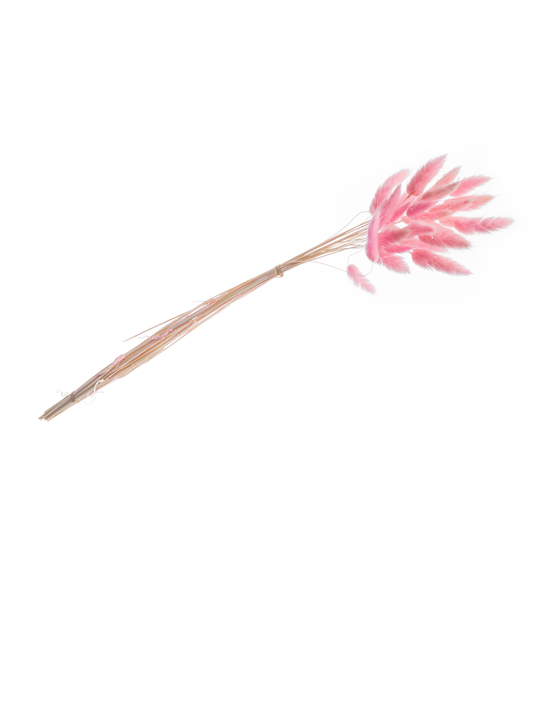 Lagurus-Bouquet Pastellrosa 50-60 cm 25 Stiele