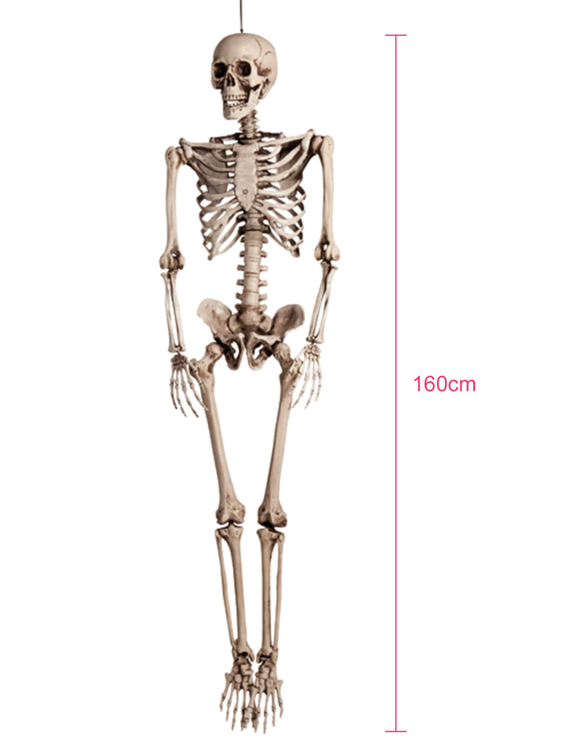 Realistisches Skelett Halloween-Hängedeko beige 160cm