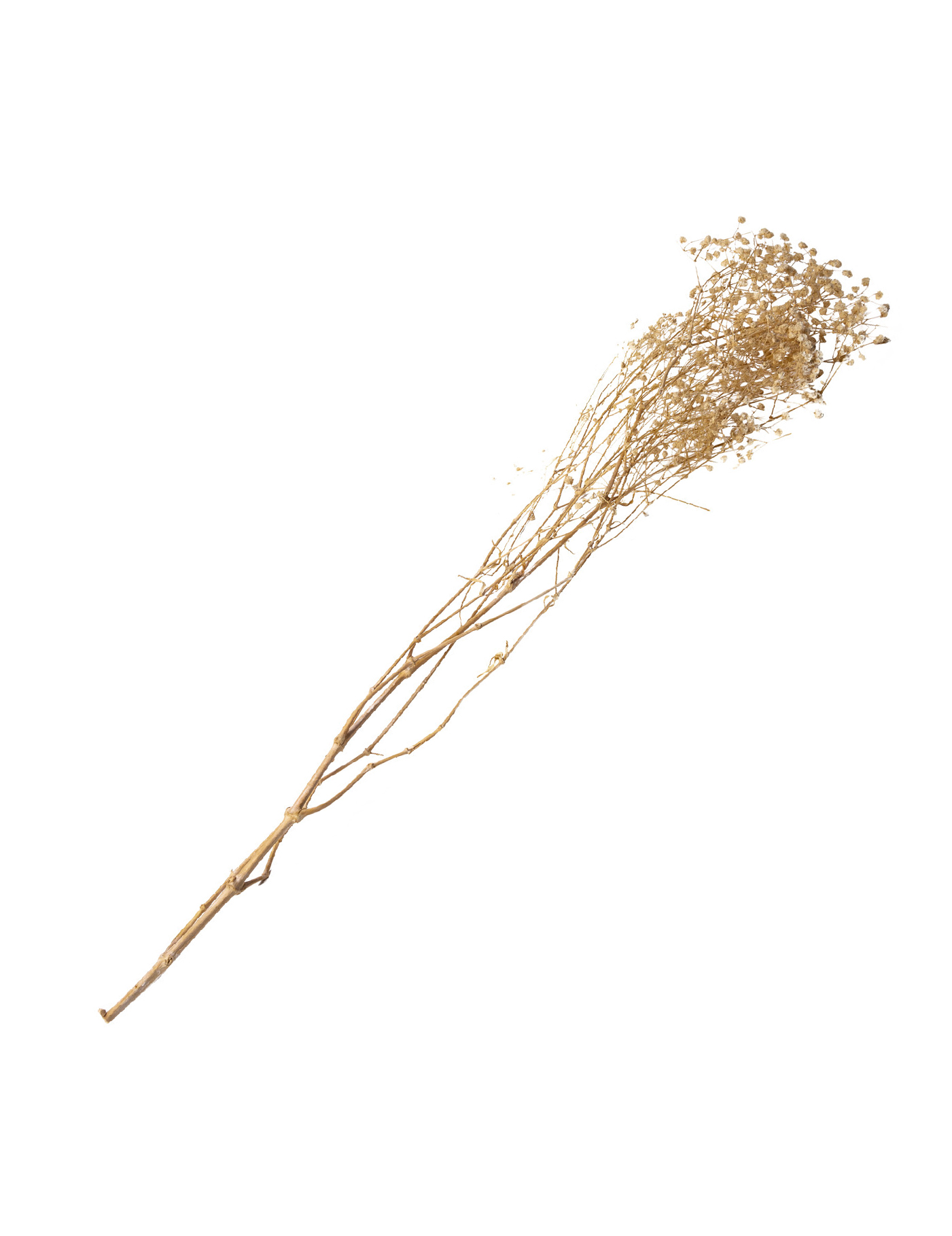 Trockenblumen Schleierkraut Weiß Bouquet 25g 80cm